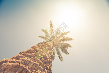棕榈树与阳光晴阳的天空对图片