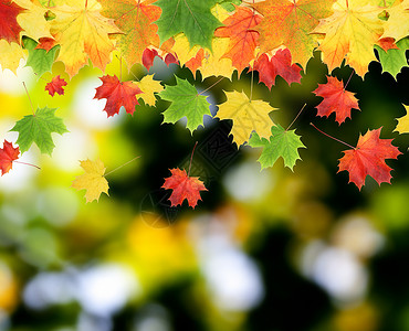 背景模糊的五颜六色的秋叶秋天的概念图片