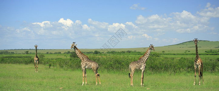 四只对称的长颈鹿肯尼亚非洲图片