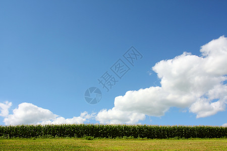 一张甜玉米田和草地的广角视野图片