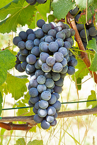 Nebbiolo的葡萄品种用来生产意大利最好的红葡萄酒图片
