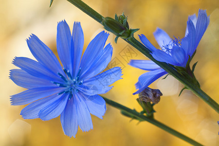 蓝色的野花菊苣盛开图片