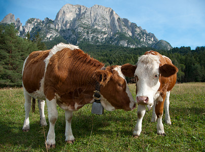 两头年轻的雌奶牛幼女模敏斯特乳图片
