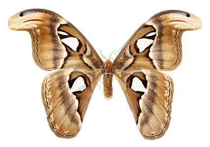 白色背景上的蝴蝶翅膀图片
