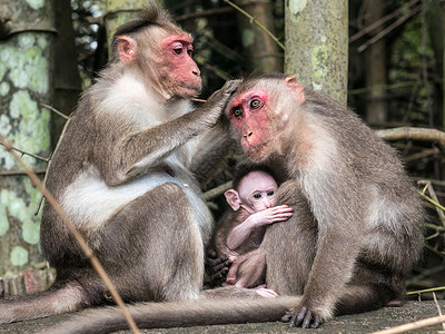 猴子的家族图片