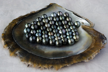 黑唇牡蛎贝壳和黑珍珠演播图片