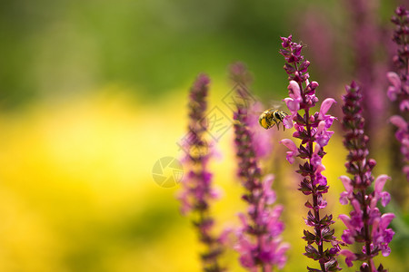 淡紫和蜜蜂不集中背图片