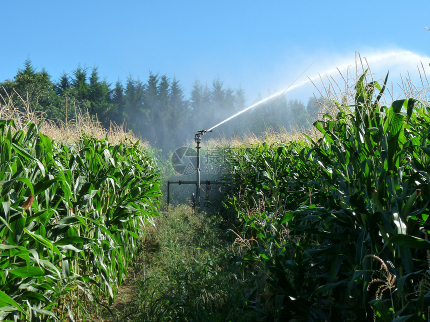 在玉米地里喷水的喷雾器图片