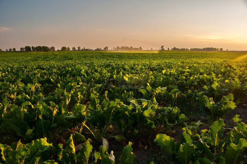 在阳光明媚的夏日灌溉甜菜农田图片