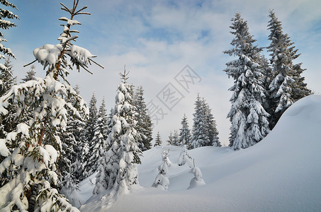 深色的魔法森林冬季森林中的冬季景图片
