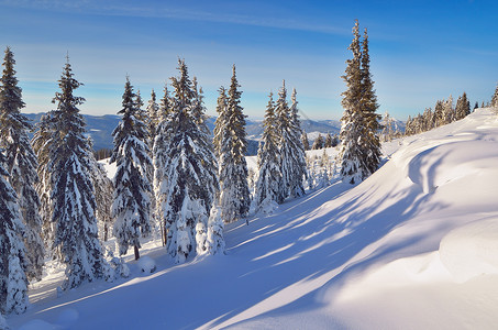 森林中的白雪覆盖的树木山中阳光明媚的冬季景观乌克兰图片