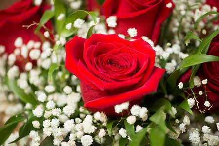 庆祝概念中的漂亮红玫瑰图片