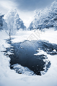 被雪覆盖的树木景观图片