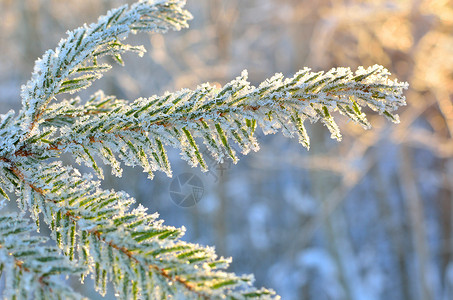 用霜特写镜头盖的松树背景图片