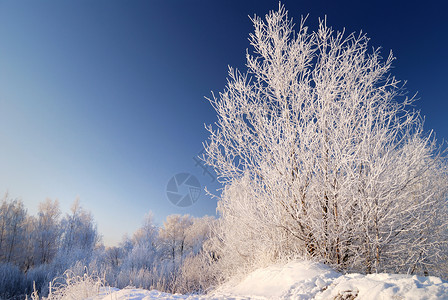 森林里树上的雪图片