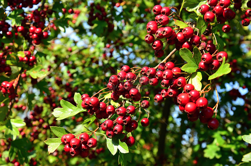 秋天红莓图片
