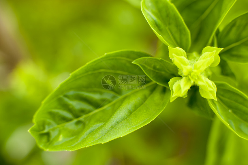 香料和香草特写的图像图片