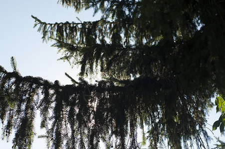 云杉树枝的图像图片