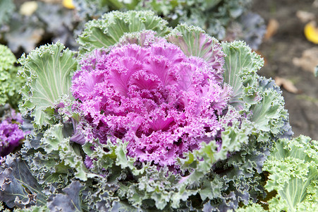 装饰花园椰菜特写秋天图片