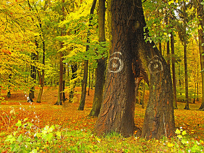 秋天公园里双干树和涂图片