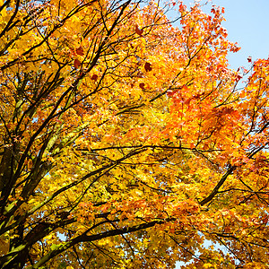 木板上有彩色叶子的秋天背景图片
