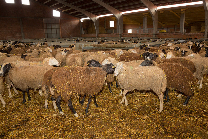 畜牧业建筑内的羊群图片