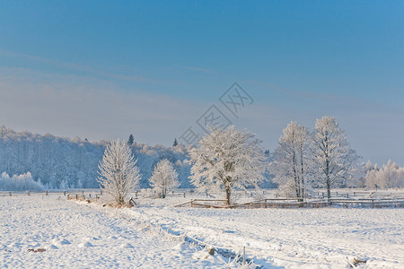 冬季景观树木被雪包裹栅栏分隔的草地图片