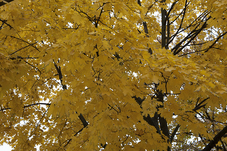 黄色秋天城市花园图片