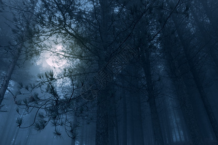 满月升起迷雾森林图片