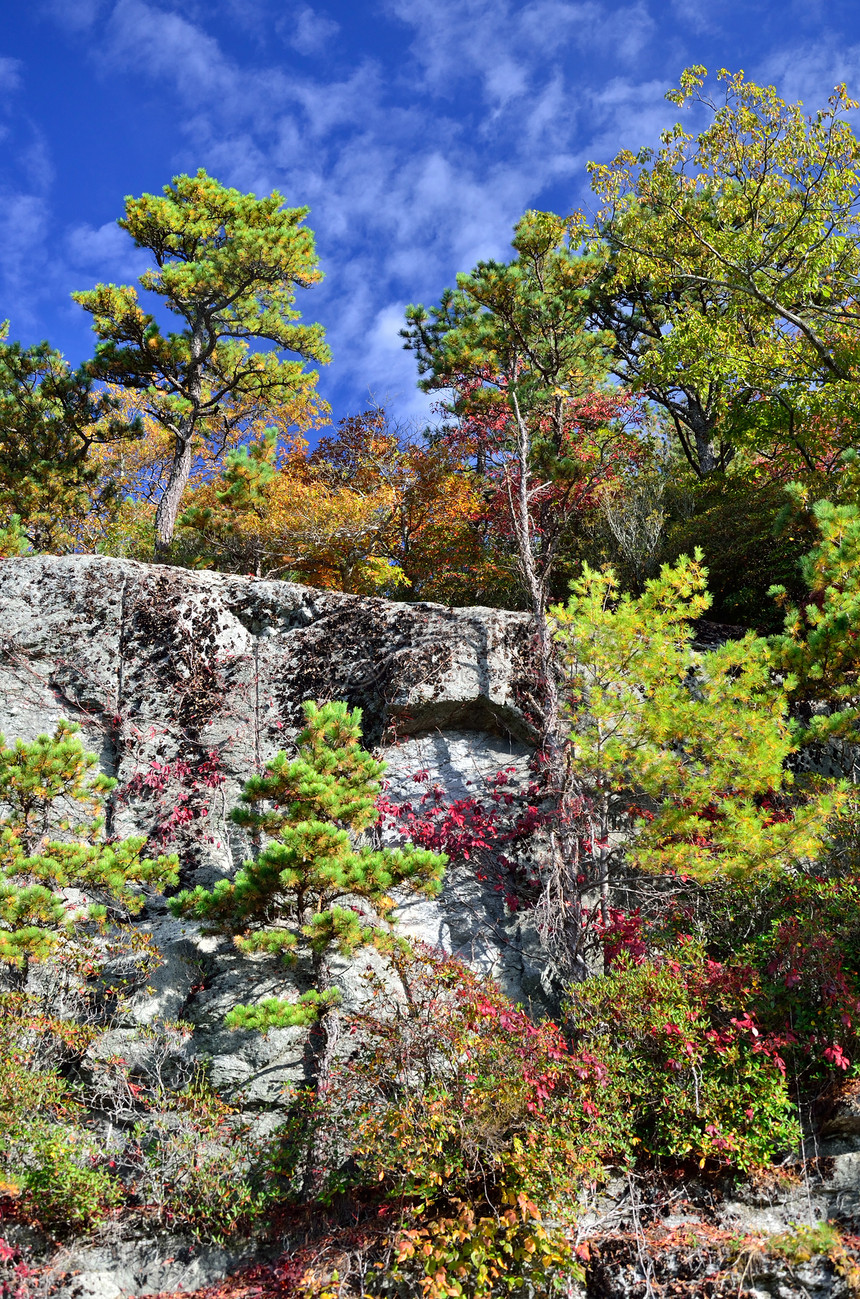 松树在沿蓝脊公园道的岩图片