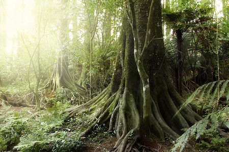 新西兰热带森林丛图片