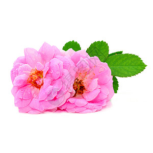 美丽的粉红玫瑰白图片