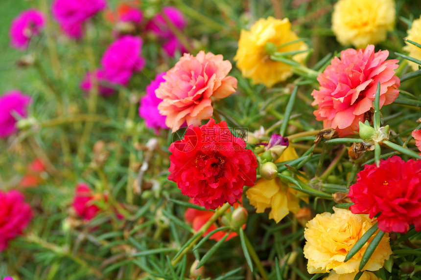 早晨花园里的马齿苋花图片