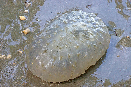 果冻海参在海滩上图片