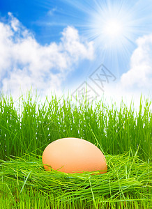 新鲜春草中的鸡蛋图片