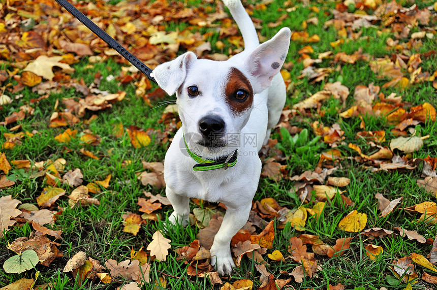 秋叶中的杰克罗素犬种图片