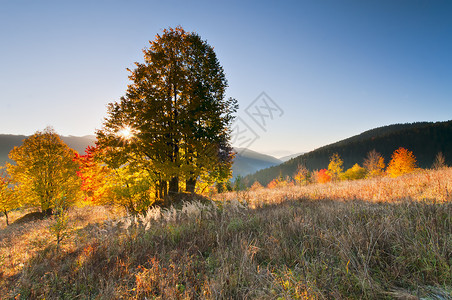 日出时的秋景前景中有树图片