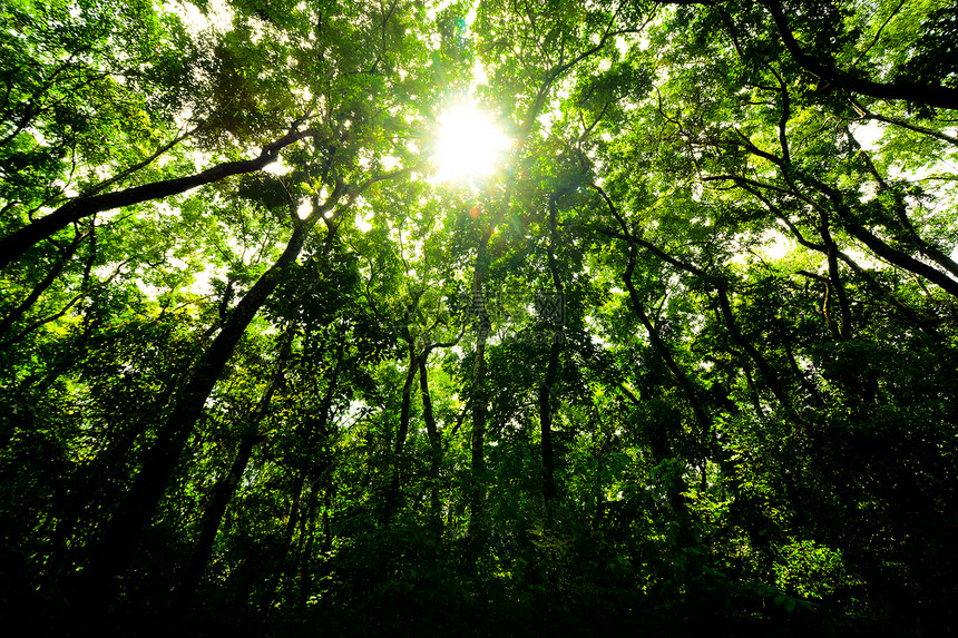 清晨的绿色森林图片