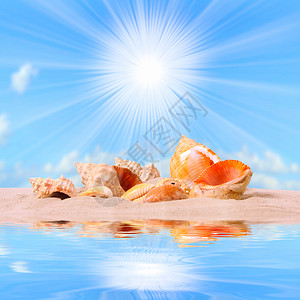 热带海滩上的海螺壳背景图片