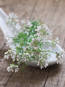 有小白花的新鲜植物图片