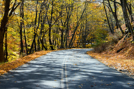 穿过纽约秋天森林的空路图片