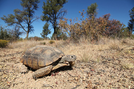 亚利桑那州一只可爱的沙漠龟图片