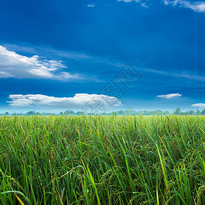 蓝色天空下的稻田美图片