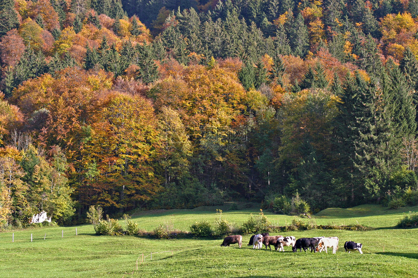 在绿地喂养牛群秋色森林背景图片