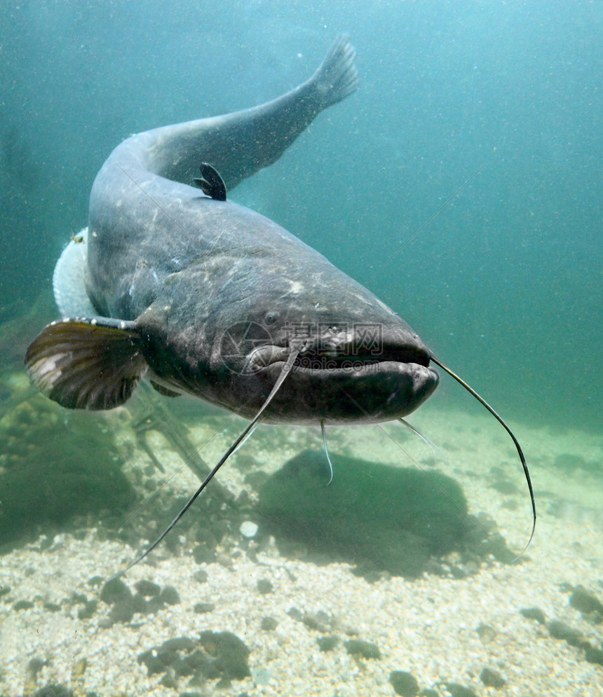欧洲湖泊和河流中最大的掠食鱼类图片