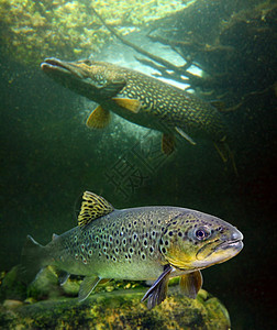 棕色鳟鱼Salmotrutta和山湖中的一只大EsoxLucius图片