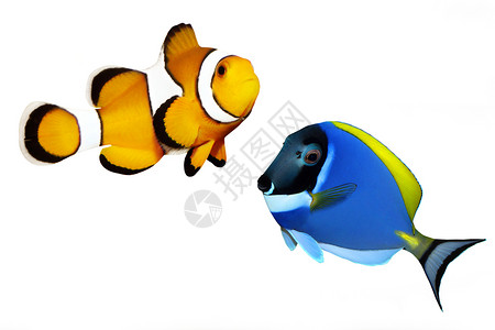 热带礁鱼小丑鱼和刺鱼在白色图片