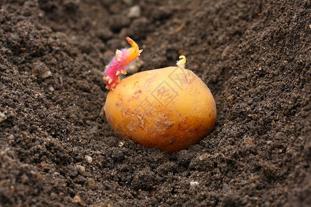 生化土豆种在生物园子上与浅度背景图片