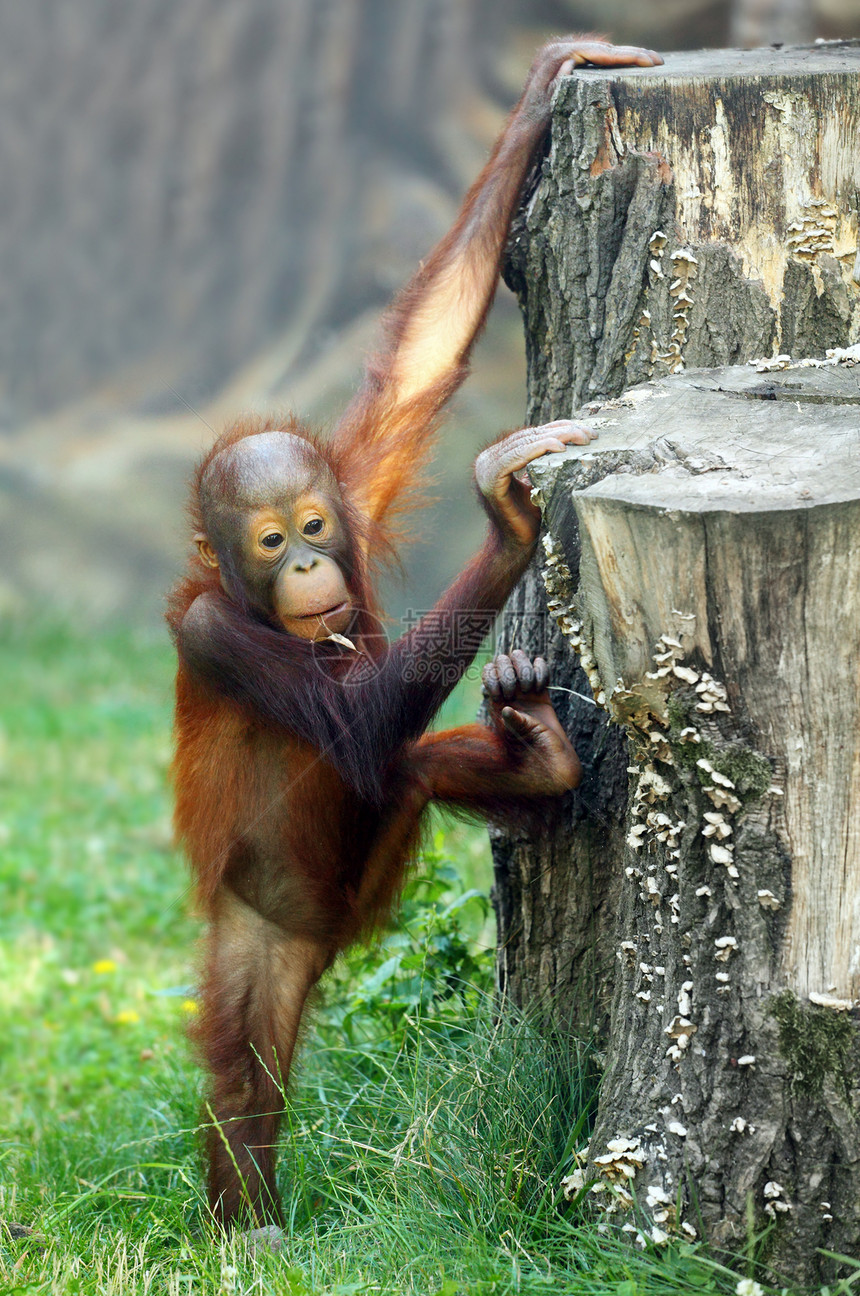 年轻的婆罗洲猩Pongopyg图片