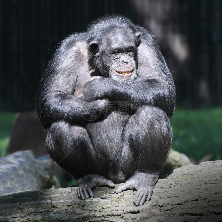 微笑快乐的黑猩图片
